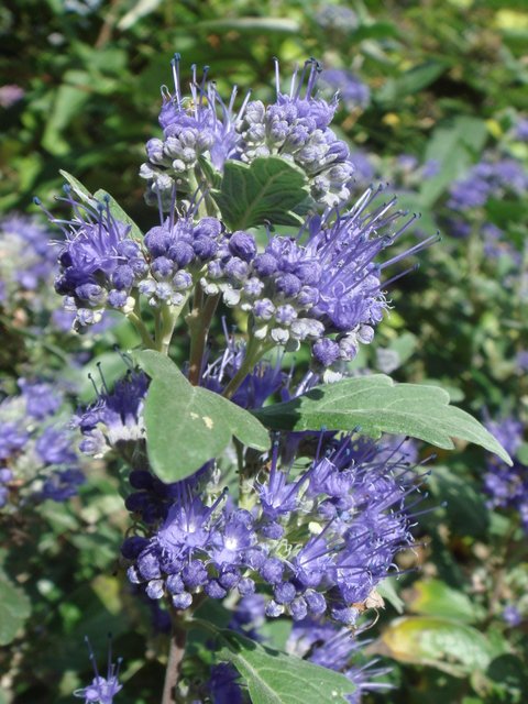 Caryopteris x 'Grand Bleu' fleur